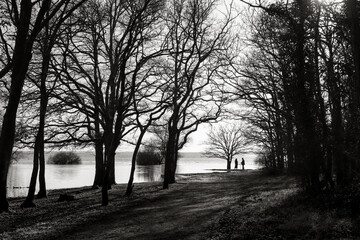 Nature au bord du lac de Grand lieu France