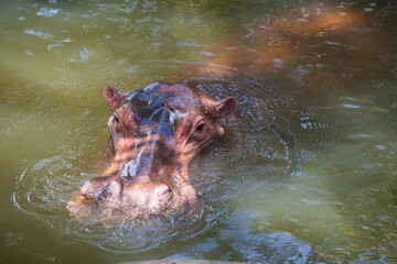 Hippopotamus, or hippo, mostly herbivorous mammal in water
