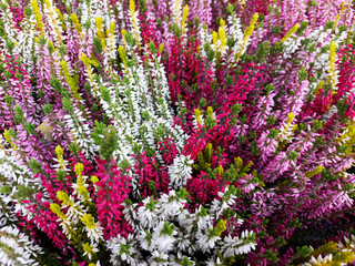 The multicolored heather is blooming. Flowers close-up. Selective focus.