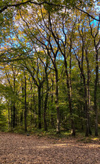 Naklejka premium autumn in the park