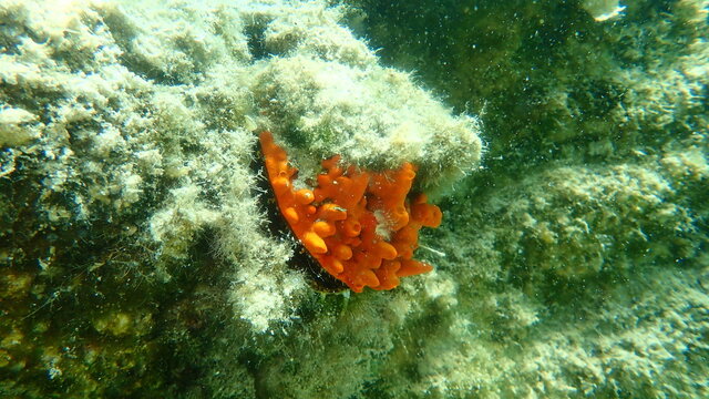Thorny oyster (Spondylus gaederopus) coveded by oyster sponge or orange-red encrusting sponge (Crambe crambe) and tubeworm (Serpula vermicularis) undersea