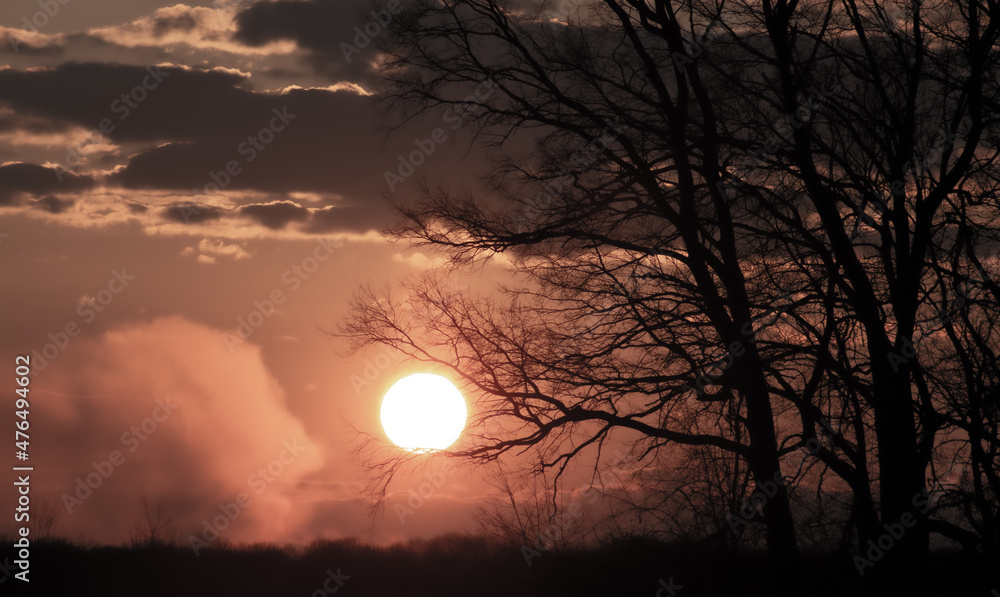Wall mural abstraction of tree branches without leaves on a background of the big sun