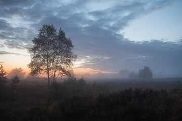 Lueneburg Heath in the fog at sunset