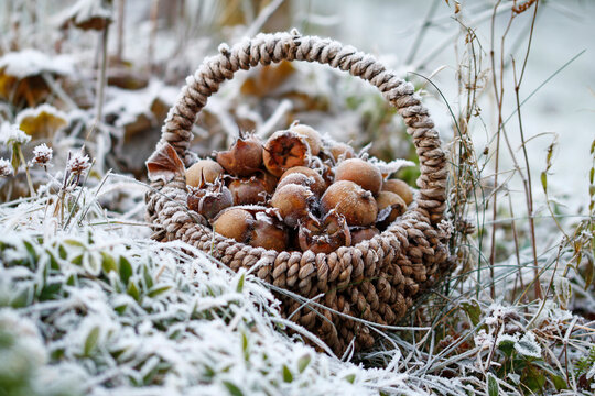 mespilus germanica in the winter garden