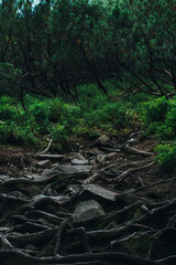 forest trail in the Carpathians
