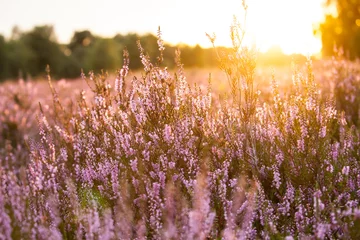 Foto op Canvas Sunset Lueneburg Heath - Heath Blossoms © jiriviehmann