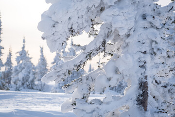 Fototapeta na wymiar Winter landscape in Sheregesh ski resort in Russia, located in Mountain Shoriya, Siberia. Snow-covered fir trees on the background of mountains
