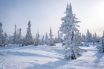 Winter landscape in Sheregesh ski resort in Russia, located in Mountain Shoriya, Siberia. Snow-covered fir trees on the background of mountains