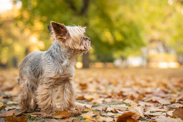 Adorable Yorkshire Terrier in an autumn park full of fallen leaves.