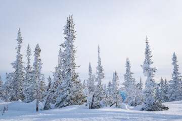 Obraz premium Winter landscape in Sheregesh ski resort in Russia, located in Mountain Shoriya, Siberia. Snow-covered fir trees on the background of mountains