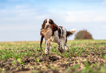 Trophy pheasant in the mouth of a hunting dog English Springer Spaniel. Bird hunting in the field. Hunting dogs.