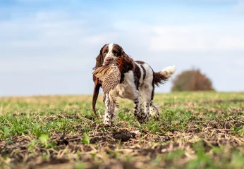 Poster Trophy pheasant in the mouth of a hunting dog English Springer Spaniel. Bird hunting in the field. Hunting dogs. © zoyas2222