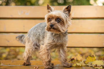 Adorable Yorkshire Terrier in an autumn park full of fallen leaves.