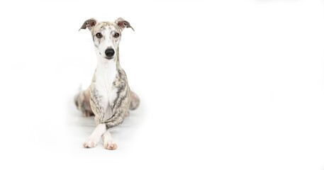 hübsche junge, gestromte Whippet Hündin mit übereinandergeschlagenen Pfoten freigestellt vor...