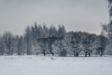 Magical winter in the park