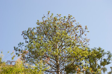 A pine tree and its pine cones, a tree with a large crown and full of pine cones in the middle of the forest and with a blue sky, Brazil.