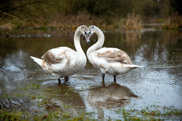 Swan Hearts