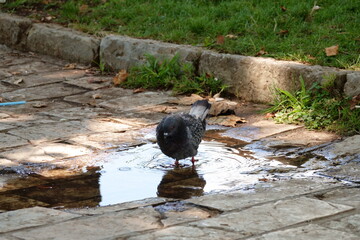 The pigeon wants to swim too