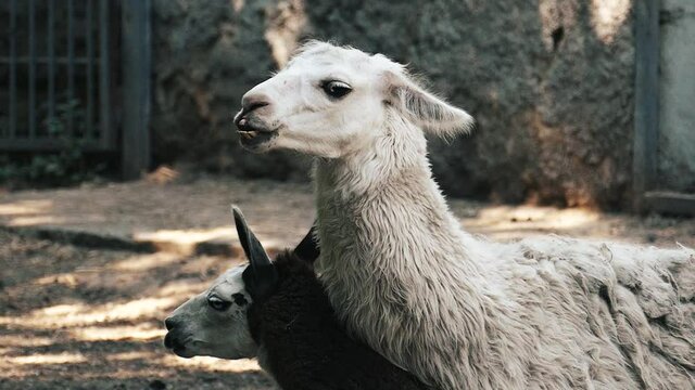 Two llamas close up while at the zoo in slow motion. Animals wildlife footage. Zoo background.