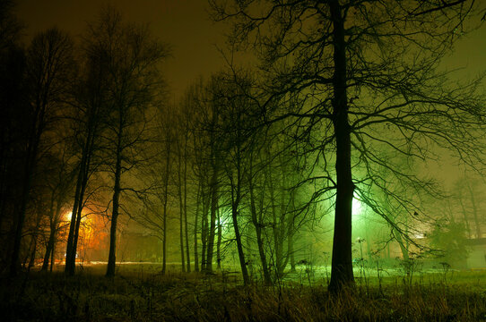 Night fog landscape, small town background with street lights, dark forest scenery