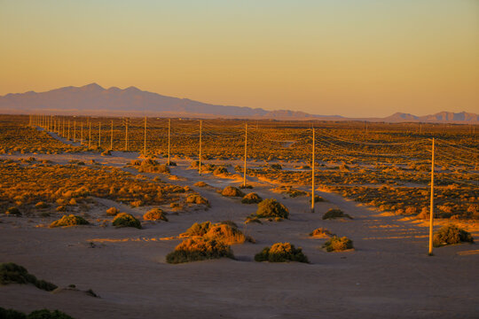 Electric power poles and cables, high voltage, row towards the horizon among the landscape of the Sonoran desert in  valley. thorn bush and sand on a dirt road at sunset, CFE, 