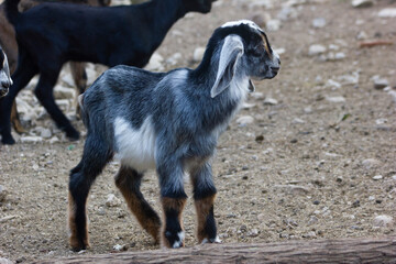 GOAT BABIES IN OUTDOOR CORRAL
