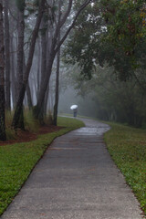 A person with white umbrella walking down a sidewalk under the trees in foggy morning.