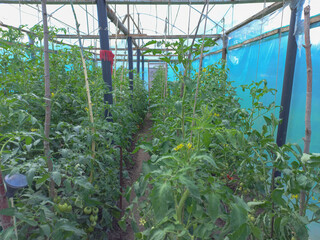 A lot of tomatoes growing in the greenhouse