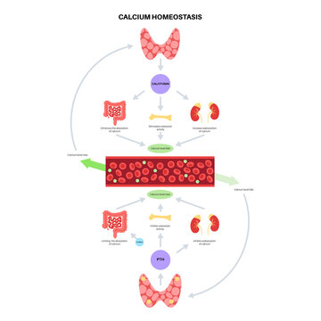 calcium homeostasis diagram