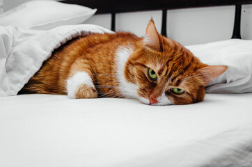 Ginger cat is resting in bed with white linen.