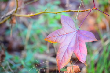 autumn leaves on the grass