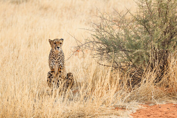 Large leopard in the Kalahari desert. Namibia.