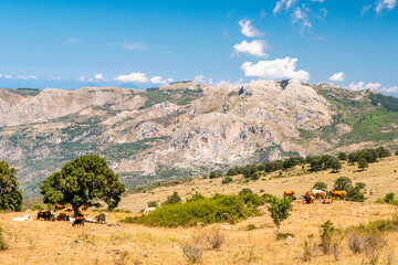 View of Rocche del Crasto near Alcara Li Fusi town in the Nebrodi Park, Sicily