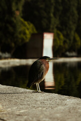 Butorides virescens - Garcita verdosa