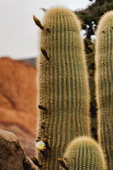cactus in the desert