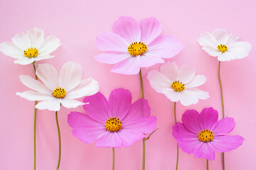 Pink background with white and pink cosmos flowers, beautiful card.