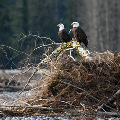 A pair of mature bald eagles stand on a fallen tree with root ball along the Nooksack River in winter in Northwest Washington State