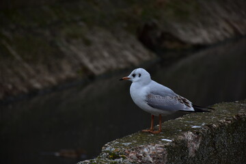 seagull on rock
