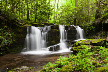 Obraz premium Rhododendron Creek