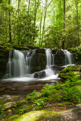 Obraz premium Rhododendron Creek