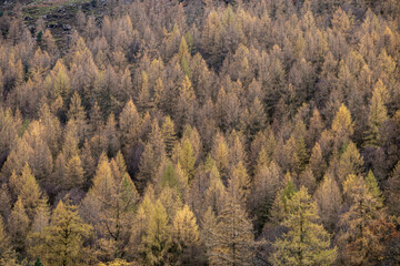 abstract autumn forest in the mountains