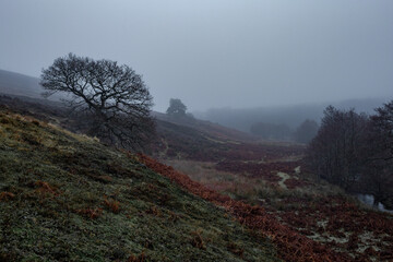 Ancient tree on foggy hillside