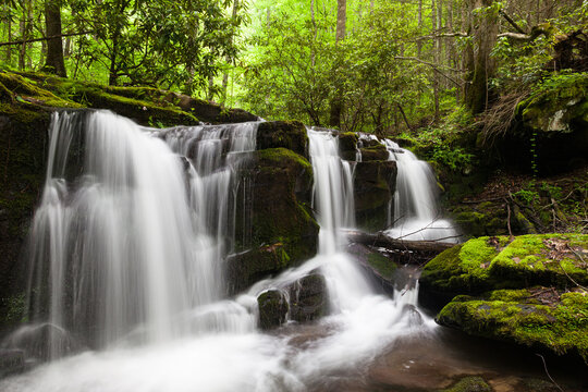 Rhododendron Creek © Jerry