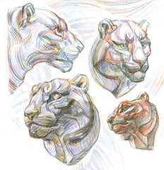 Sketches of the head of a snow leopard