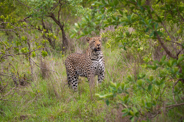 Portrait of leopard in Sabi Sand