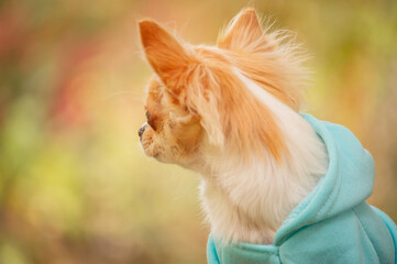 A long-haired chihuahua of in a blue hoodie in spring or autumn. Animal.