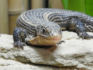 Plated lizard in a zoo in Severville, Tennessee