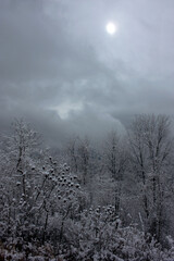 misty snowy morning in the forest
