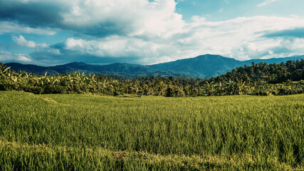 field and sky