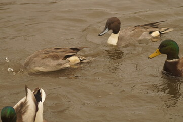 Ducks in a large pond